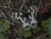Melanargia galathea
